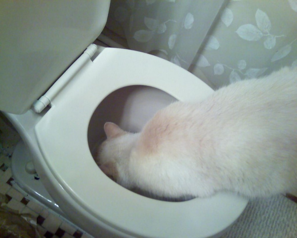CheAKat explores the bathroom