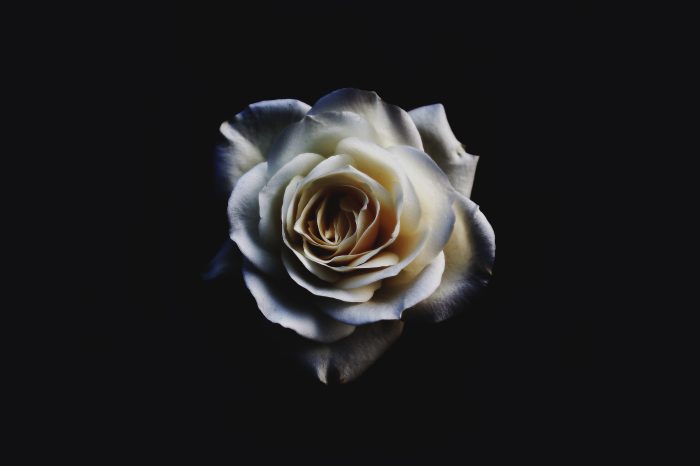 This rose is both simple & complex.