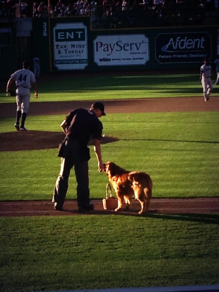 Jake the Diamond Dog at the #TinCaps from Twitter